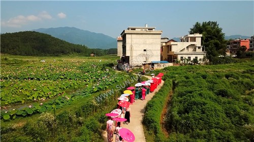 九牛坳荷花开了