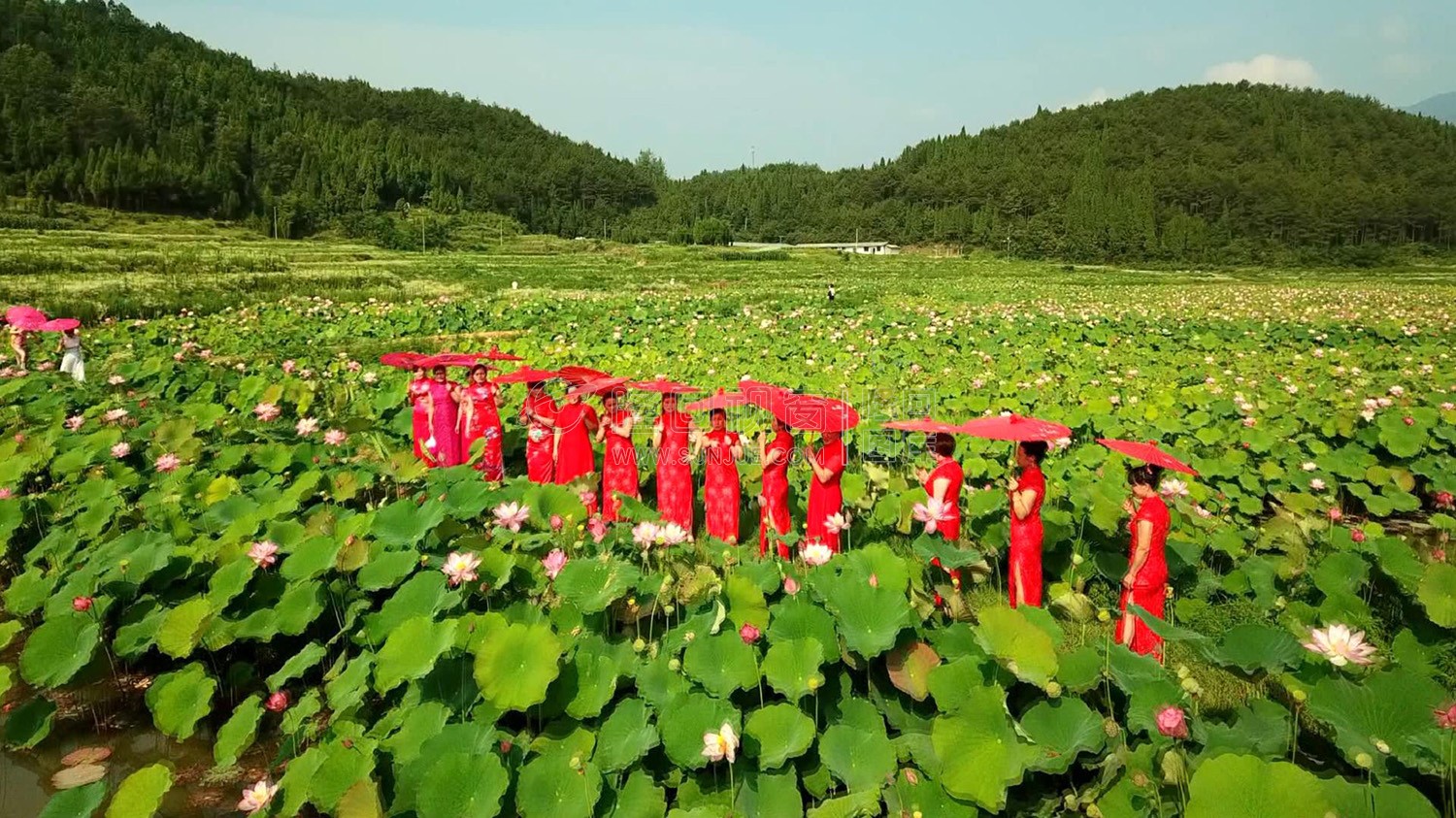 九牛坳荷花开了