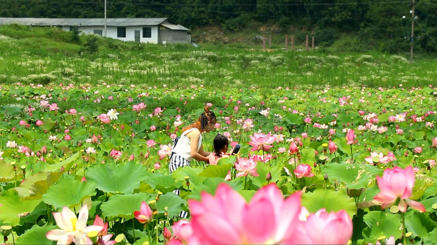 九牛坳荷花开了