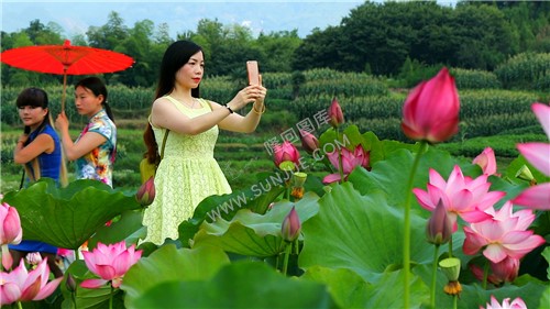 九牛坳荷花开了