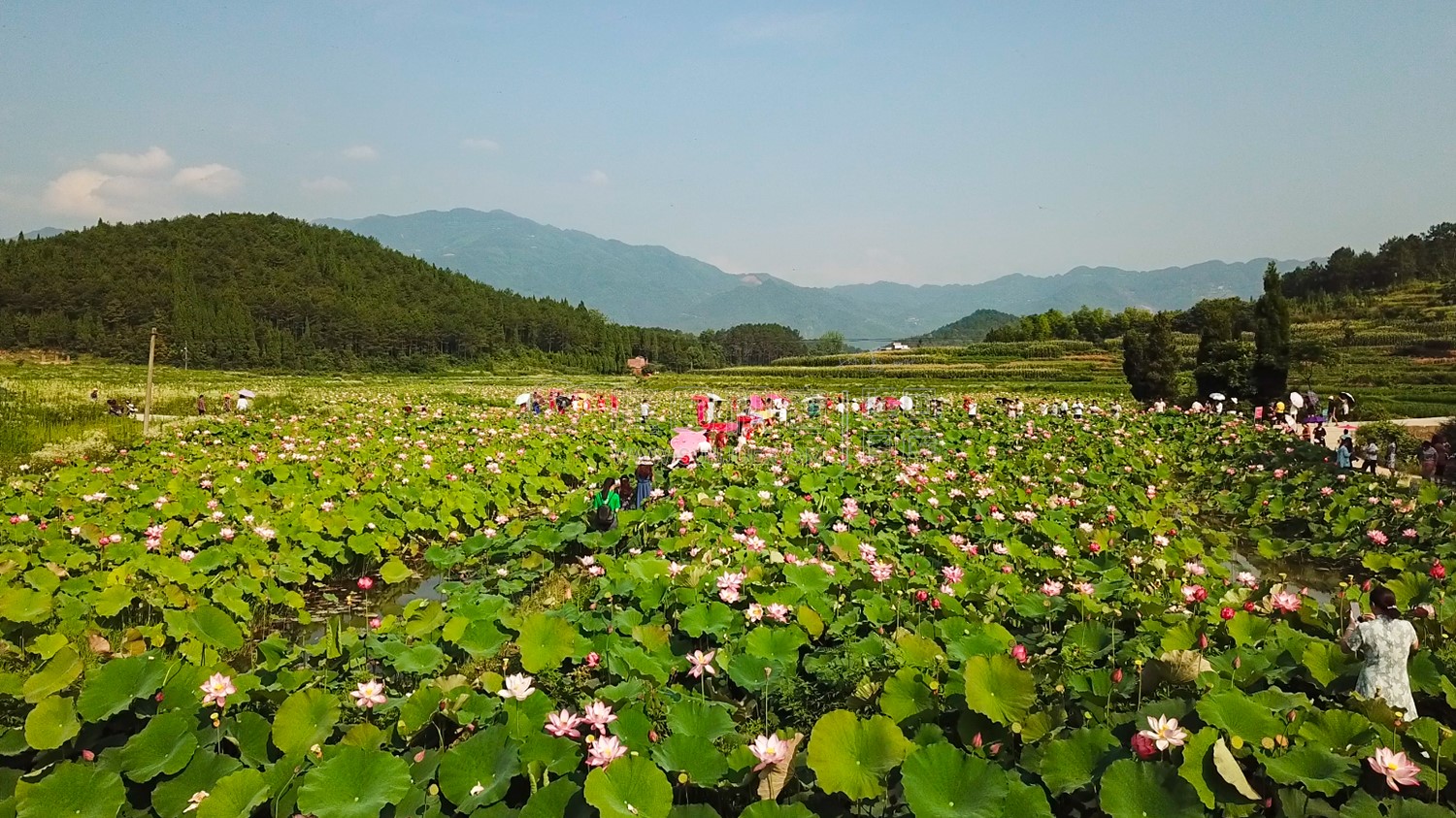 九牛坳荷花开了