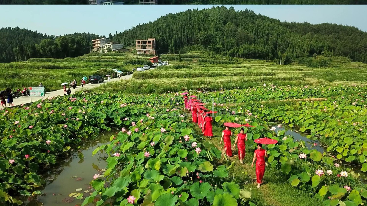 九牛坳荷花开了