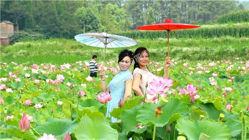 九牛坳荷花开了