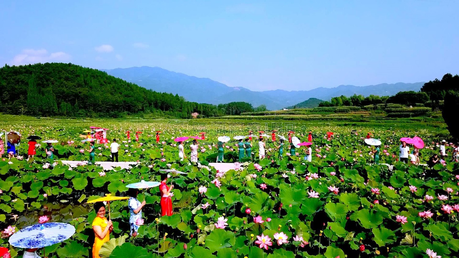 九牛坳荷花开了