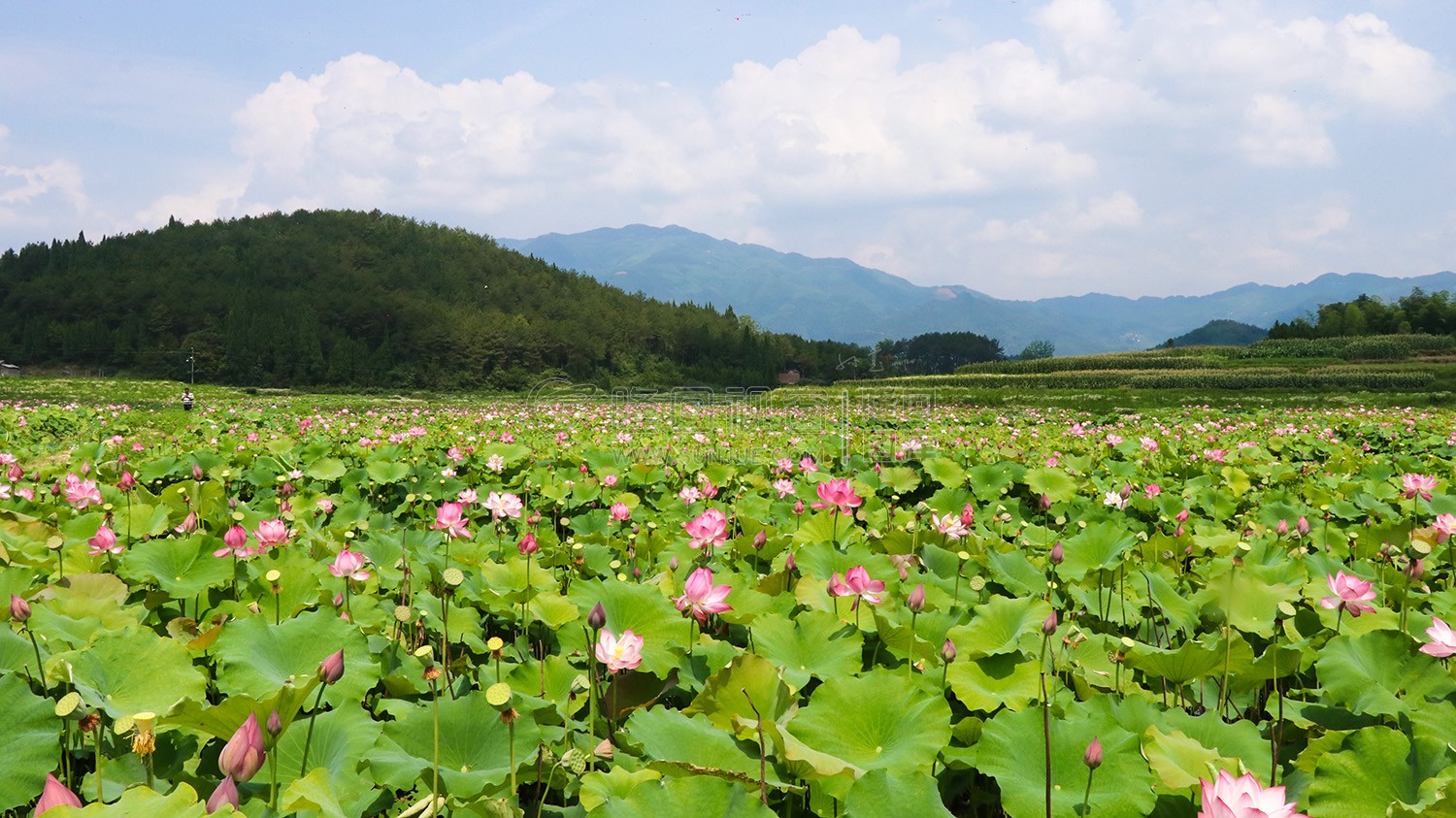九牛坳荷花开了