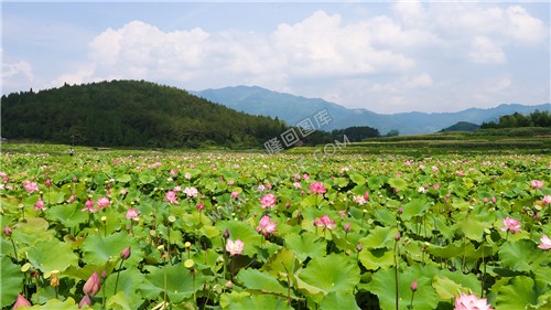 九牛坳荷花开了