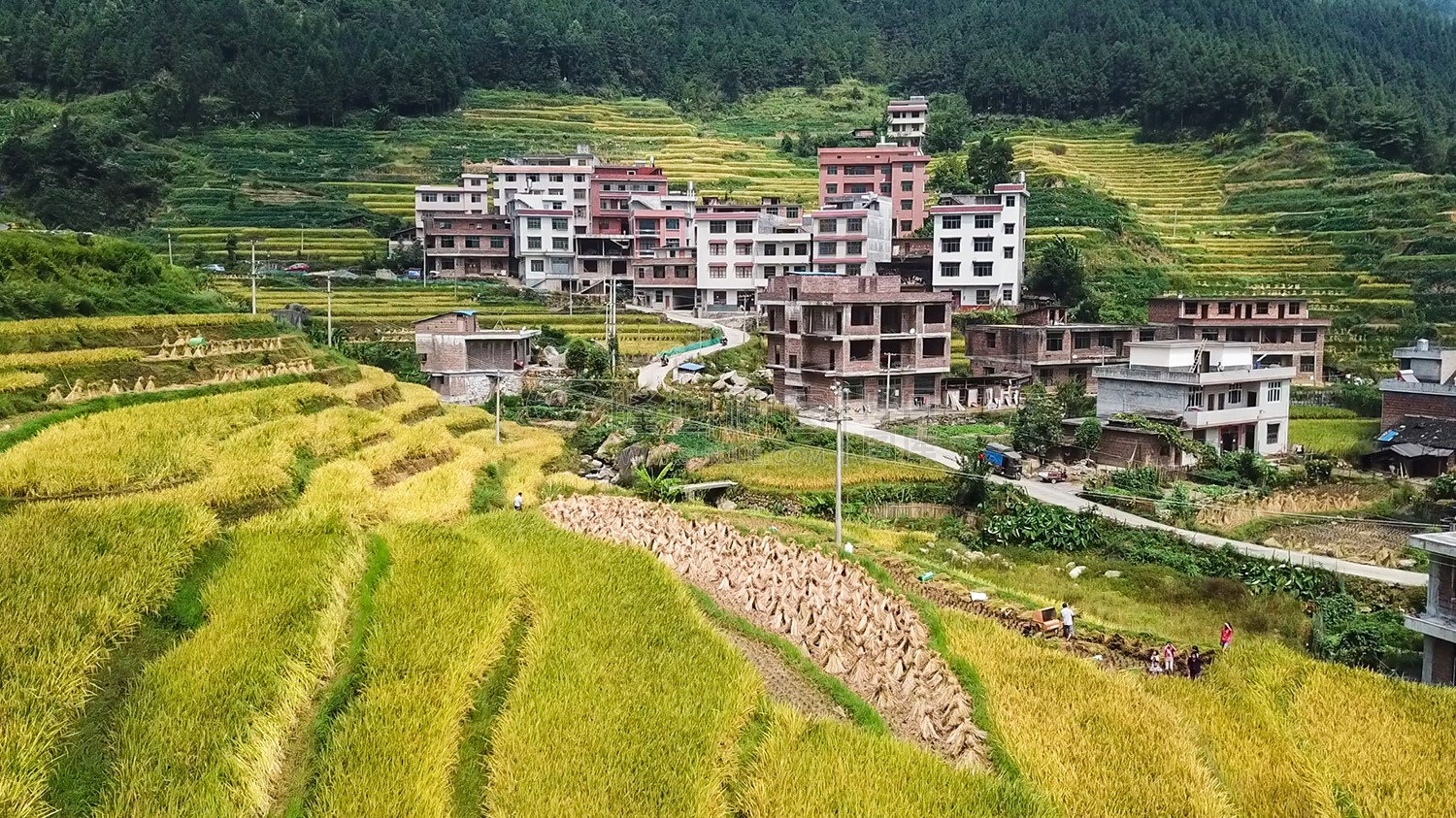石桥铺秋收季节