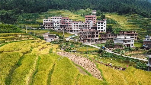 石桥铺秋收季节