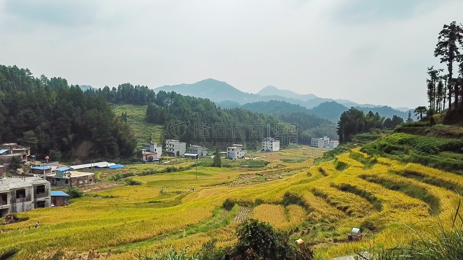 石桥铺秋收季节