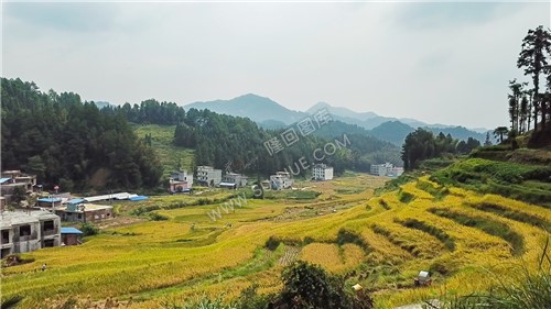 石桥铺秋收季节