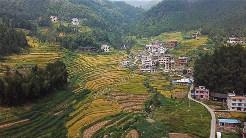 石桥铺秋收季节