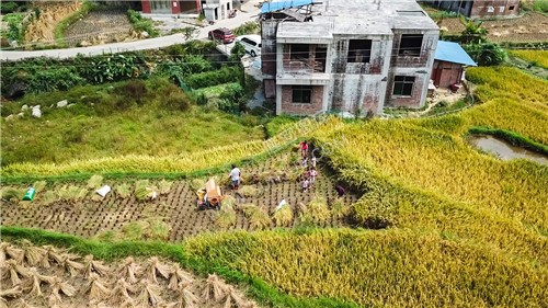 石桥铺秋收季节