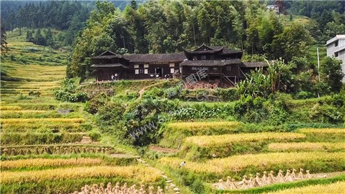 石桥铺秋收季节