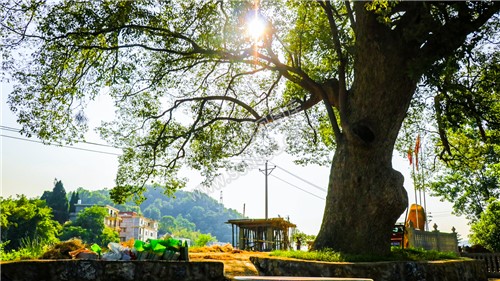 沙坪古樟-隆回最大的樟树！