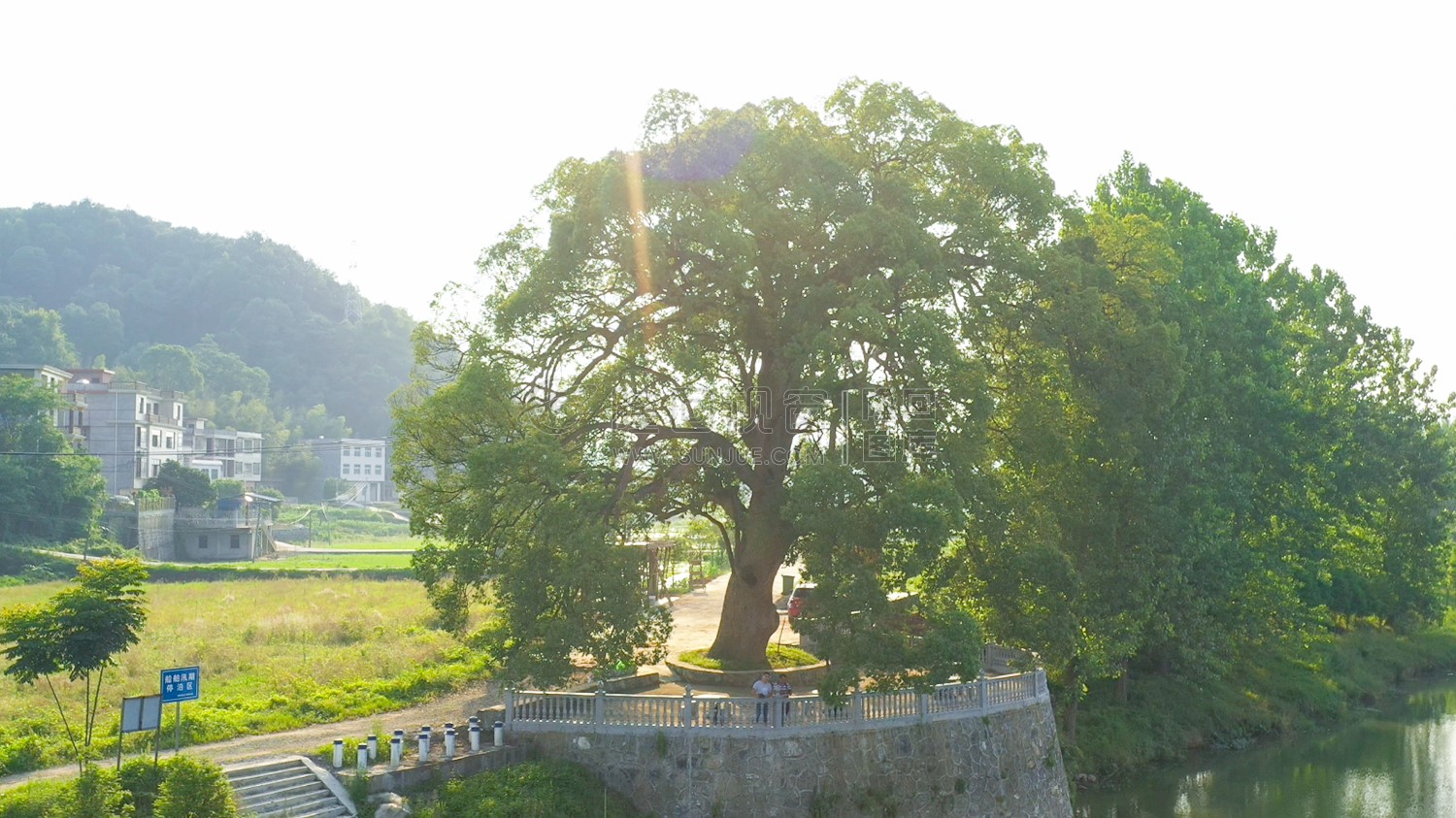 沙坪古樟-隆回最大的樟树！