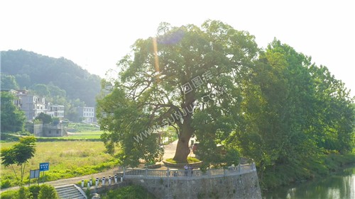 沙坪古樟-隆回最大的樟树！