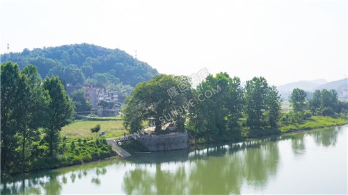 赧水河畔-沙坪古樟-隆回最大的樟树！