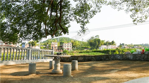 沙坪古樟-隆回最大的樟树！