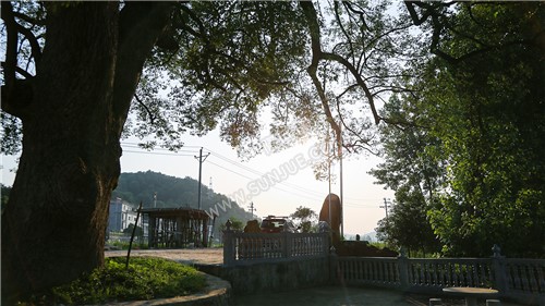 沙坪古樟-隆回最大的樟树！