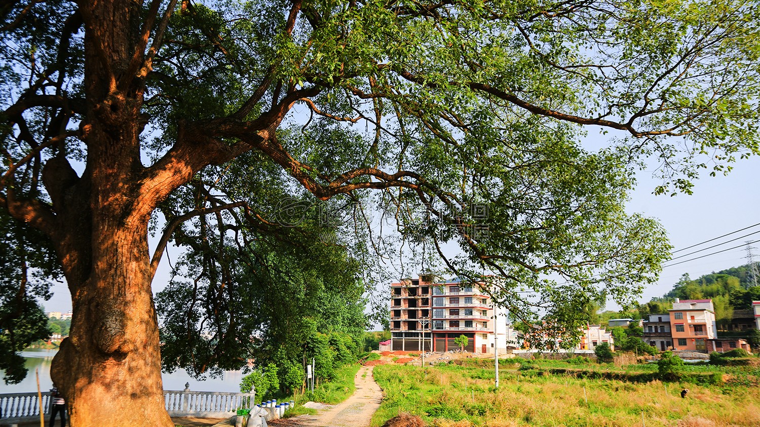 沙坪古樟-隆回最大的樟树！