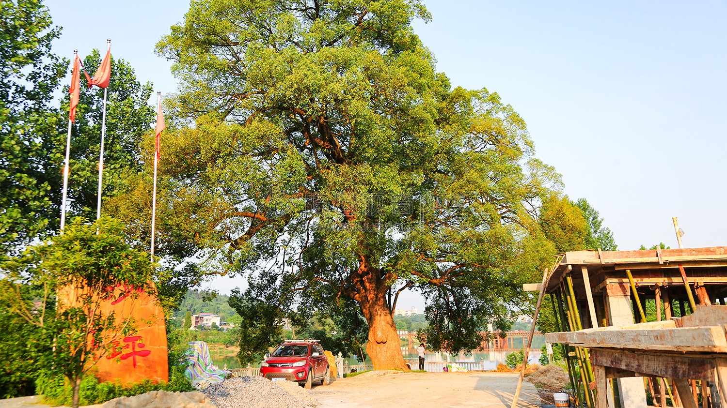 沙坪古樟-隆回最大的樟树！
