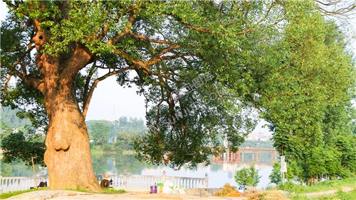 沙坪古樟-隆回最大的樟树！