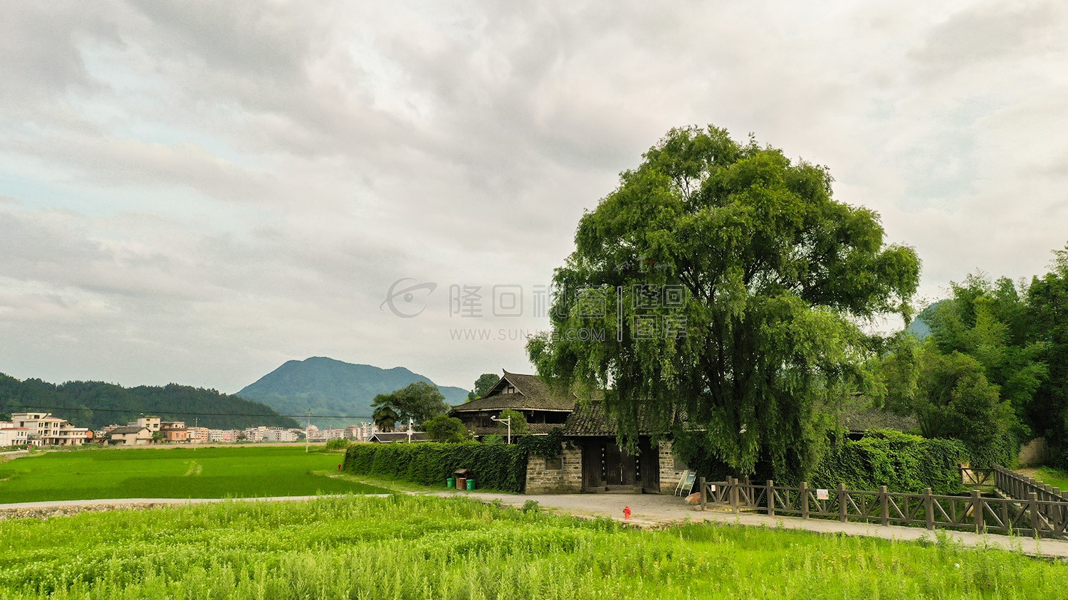 魏源故居-一组夏季稻田照片