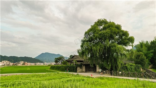 魏源故居-一组夏季稻田照片