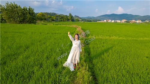 大磨洲的一组稻田人物风光照