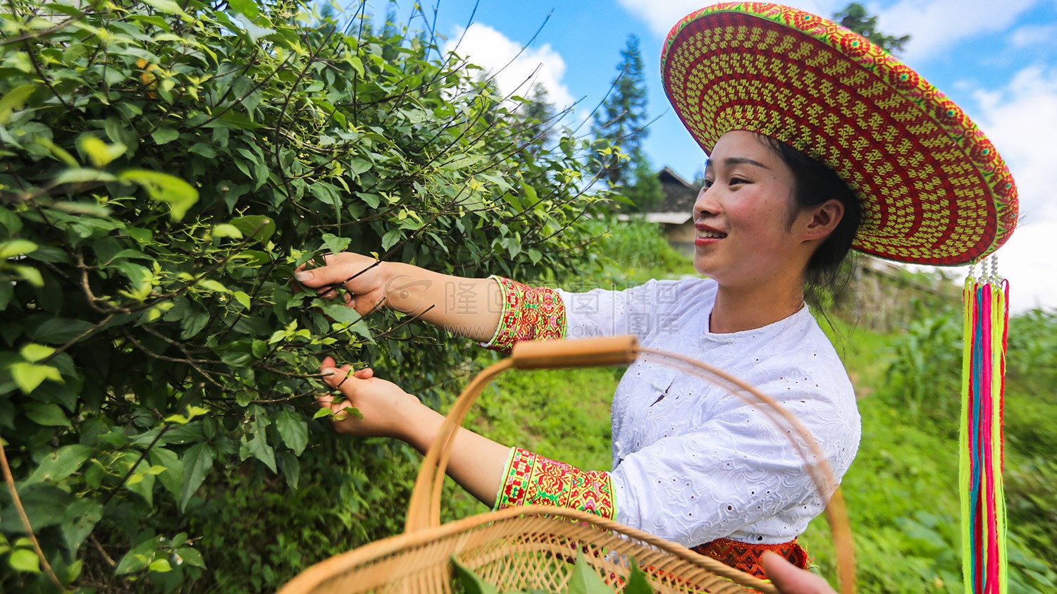 采摘神仙叶-神仙豆腐
