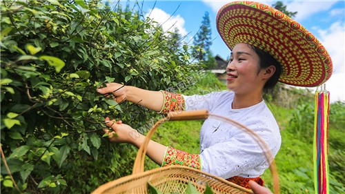 采摘神仙叶-神仙豆腐