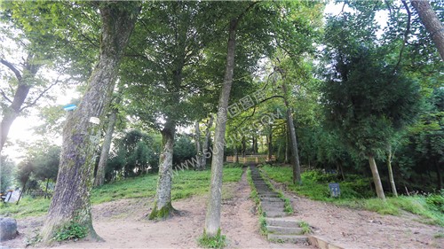 古树林-崇木凼村