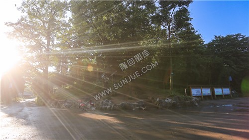 古树林-崇木凼村