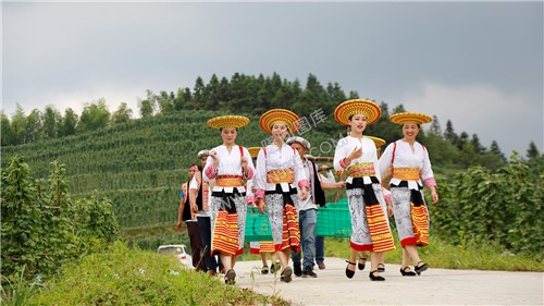 崇木凼蔬菜种植基地