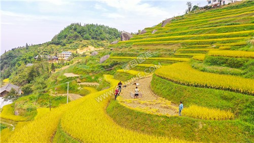 白水洞梯田丰收季-稻谷金黄