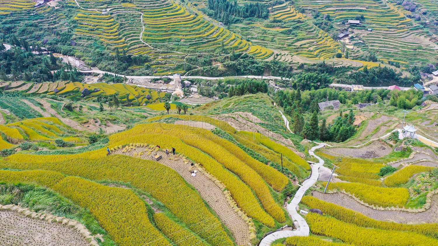 金黄梯田