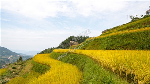 金色梯田