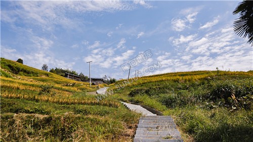 梯田中的旅游观光道