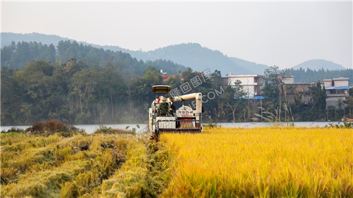 秋收季，一组乡村田园风光图
