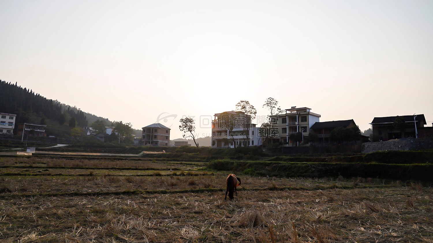 马儿在田里悠然自得