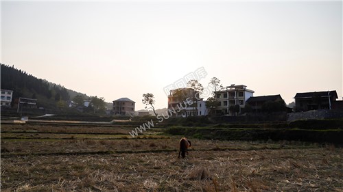 马儿在田里悠然自得