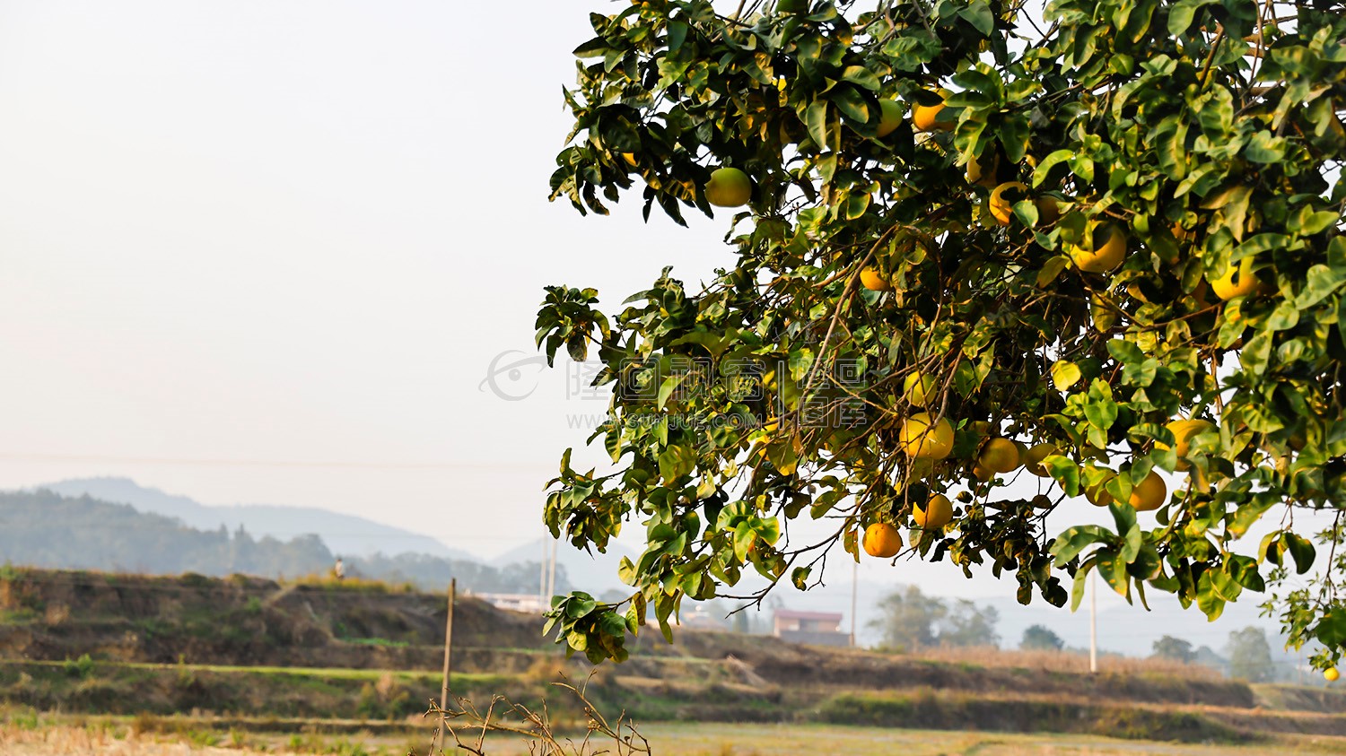 柚子压弯了枝丫