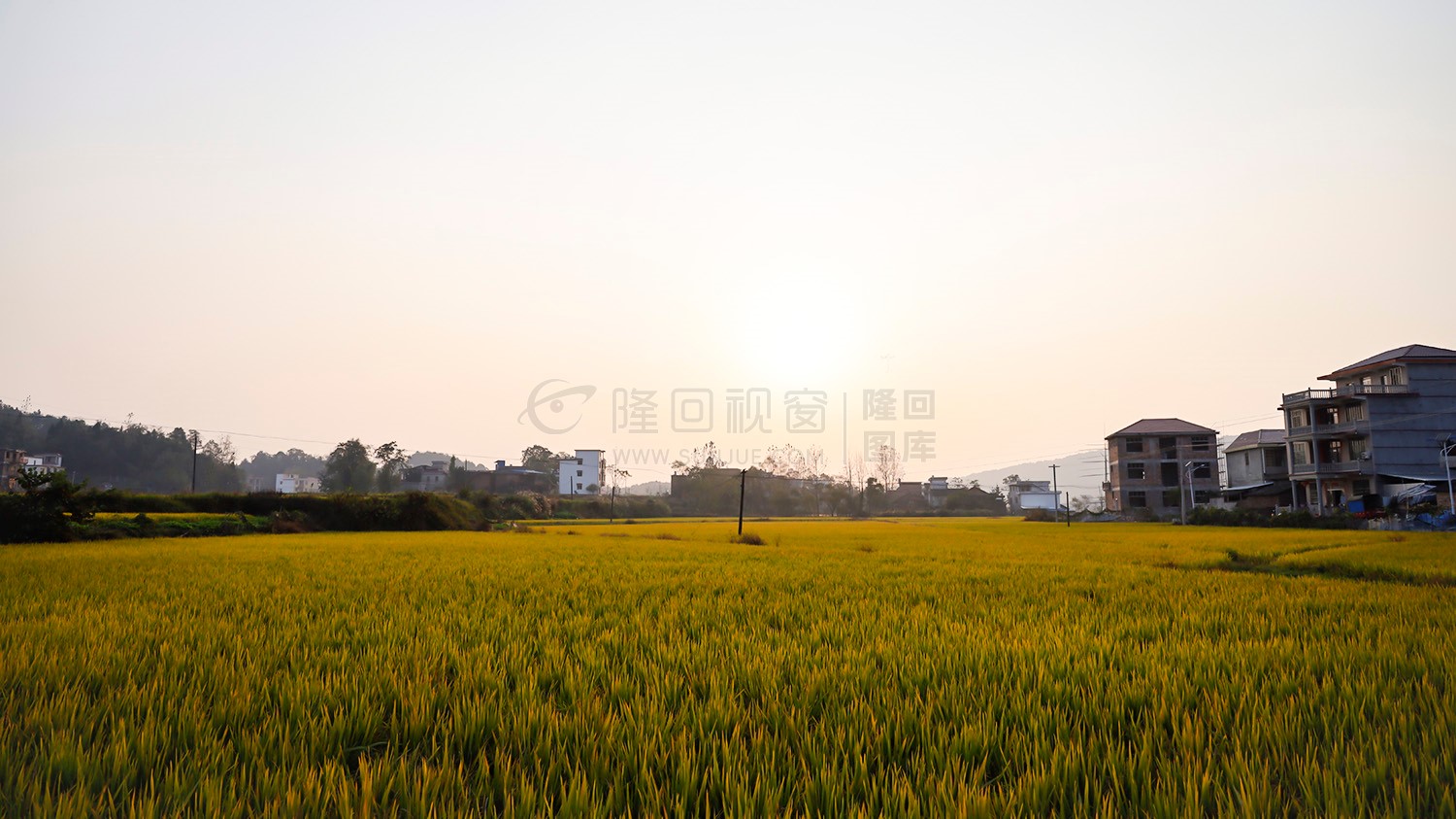 金黄稻田