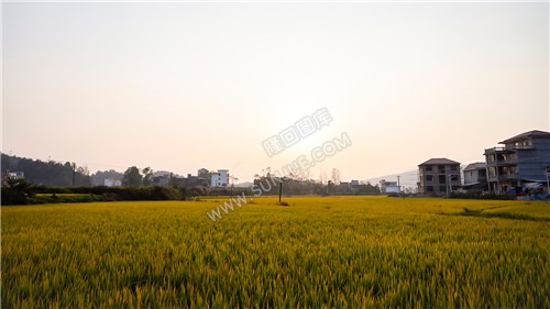金黄稻田