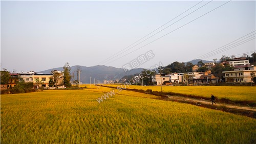 秋收季，一组乡村田园风光图