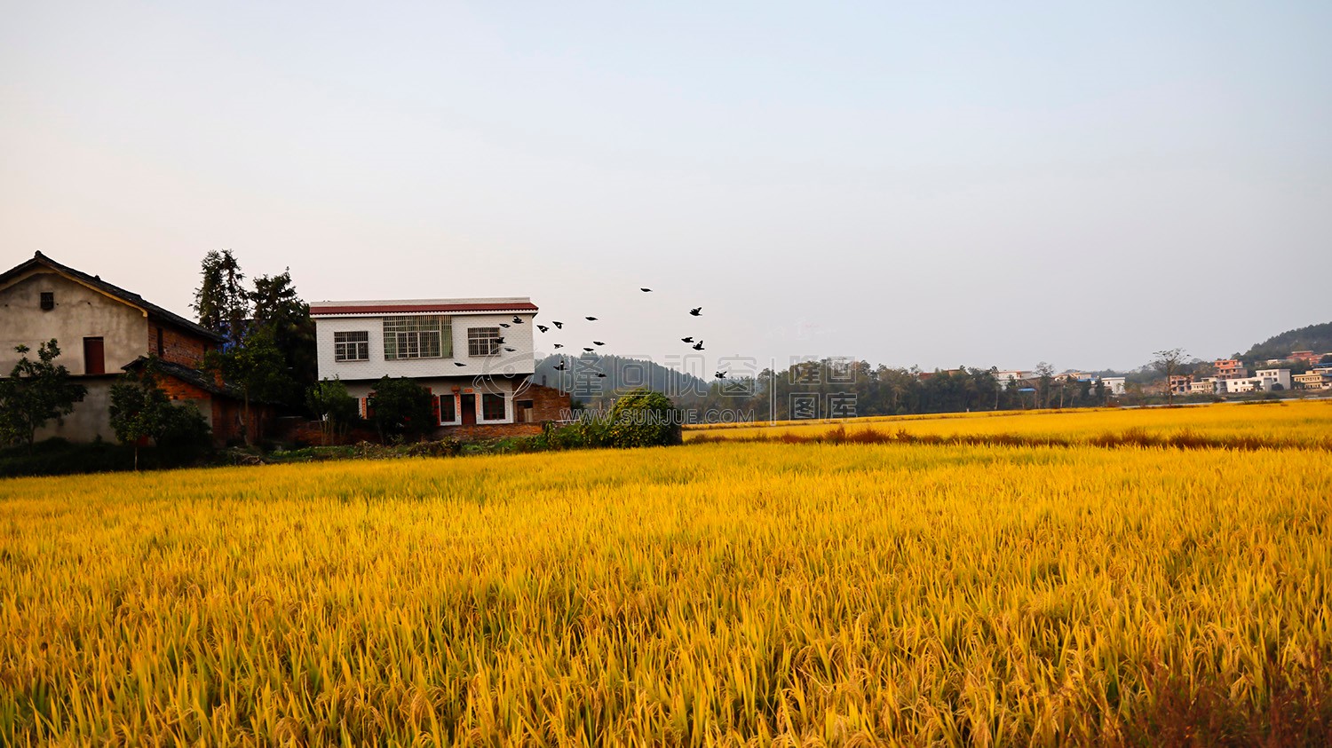 鸟儿在稻田上空飞过