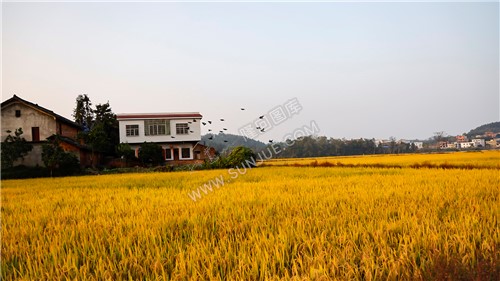 鸟儿在稻田上空飞过