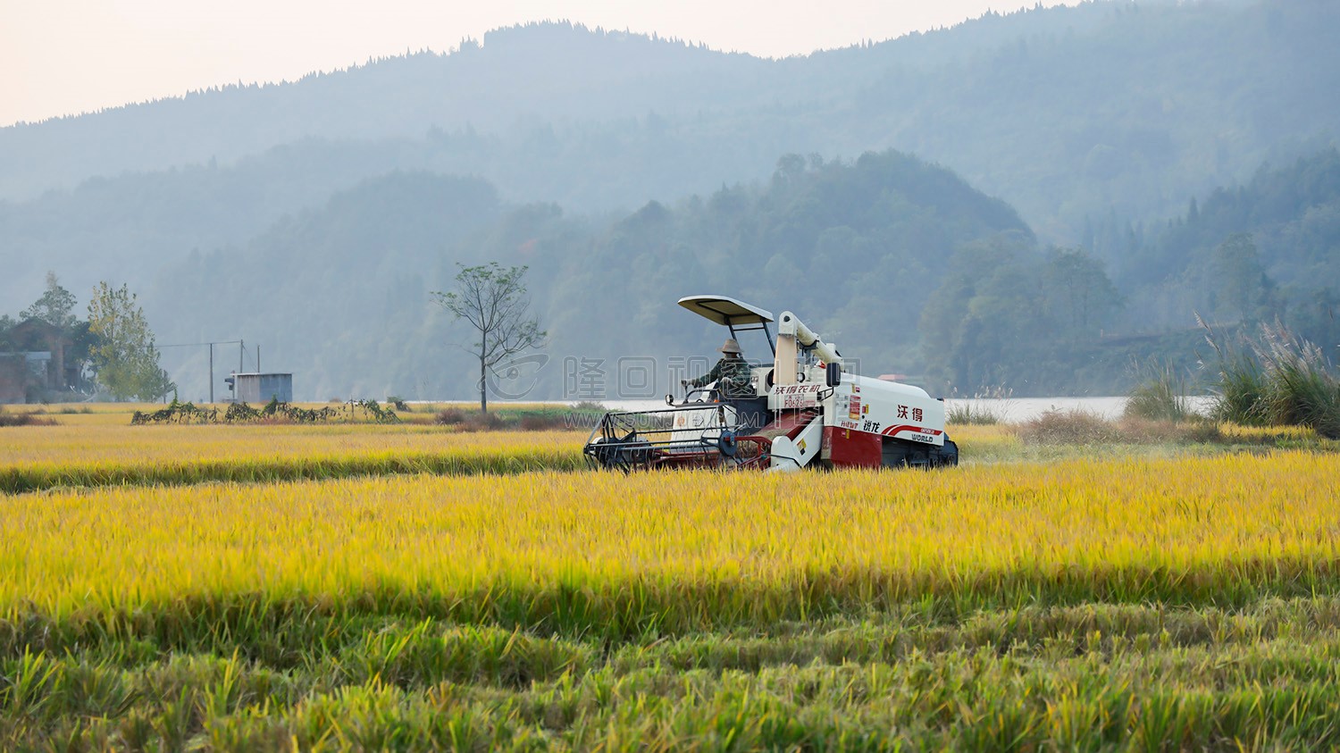 收割机在忙碌收割着