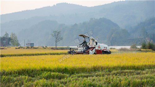 收割机在忙碌收割着