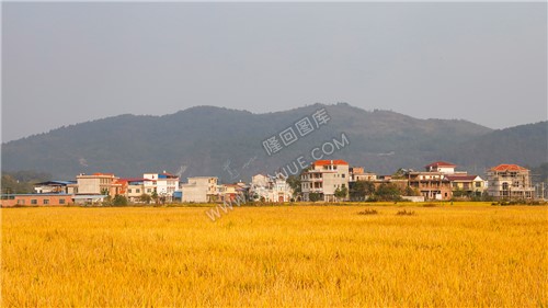 乡村田园风光图